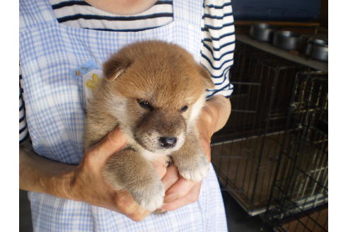 成約済の三重県の柴犬-70587の1枚目