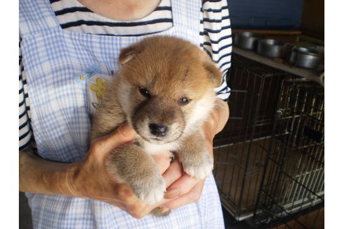 成約済の三重県の柴犬-70587の2枚目