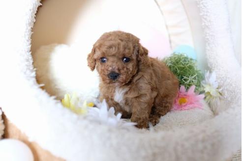 成約済の滋賀県のトイプードル-70594