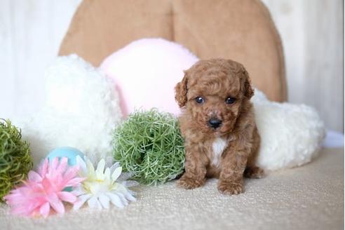 成約済の滋賀県のトイプードル-70594の2枚目