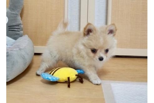 成約済の香川県のポメチワ:ポメラニアン×チワワ-70601の3枚目