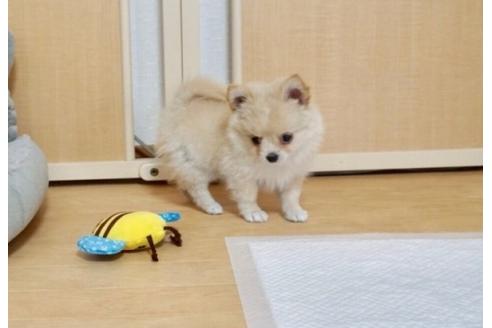 成約済の香川県のポメチワ:ポメラニアン×チワワ-70601の2枚目