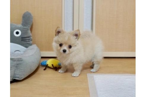 成約済の香川県のポメチワ:ポメラニアン×チワワ-70601の1枚目
