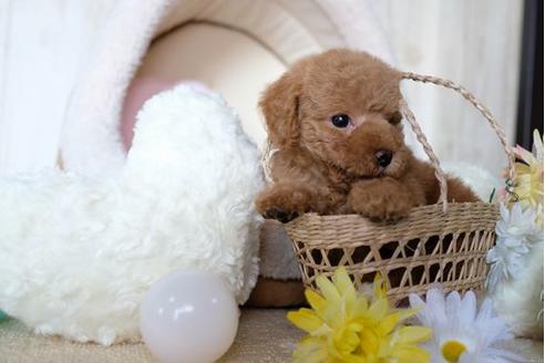 成約済の滋賀県のトイプードル-69945の1枚目