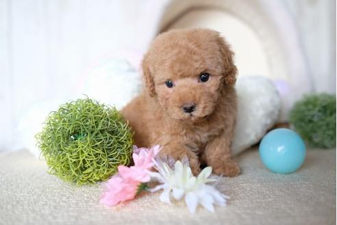 成約済の滋賀県のトイプードル-69945の5枚目