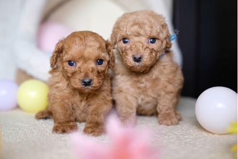 成約済の滋賀県のトイプードル-69945の4枚目