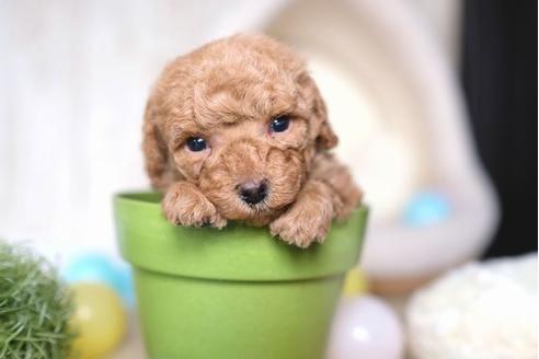 成約済の滋賀県のトイプードル-69945の3枚目