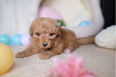 成約済の滋賀県のトイプードル-69945の2枚目