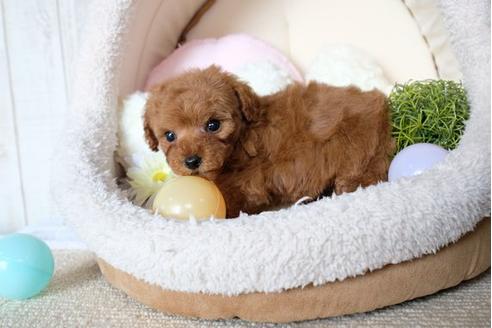 成約済の滋賀県のトイプードル-69946の1枚目