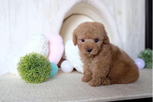 成約済の滋賀県のトイプードル-69946の5枚目