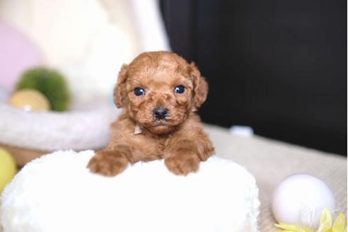 成約済の滋賀県のトイプードル-69946の3枚目