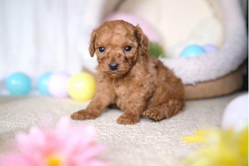 成約済の滋賀県のトイプードル-69946の2枚目