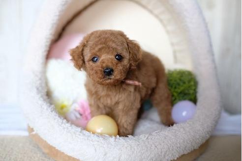 成約済の滋賀県のトイプードル-69947