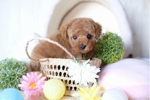 成約済の滋賀県のトイプードル-69947の4枚目