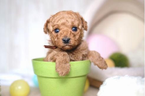 成約済の滋賀県のトイプードル-69947の3枚目