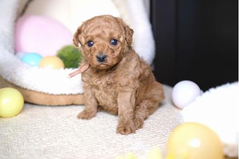 成約済の滋賀県のトイプードル-69947の2枚目