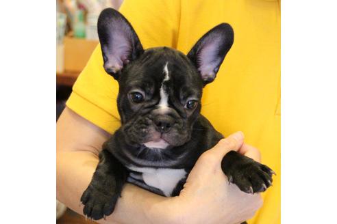 成約済の愛知県のフレンチブルドッグ-68193の31枚目