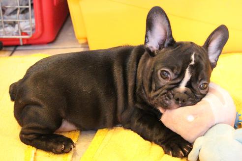 成約済の愛知県のフレンチブルドッグ-68193の29枚目