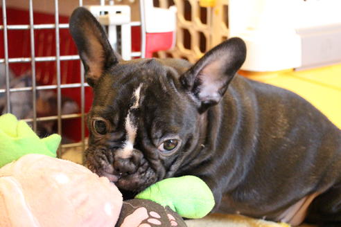 成約済の愛知県のフレンチブルドッグ-68193の28枚目