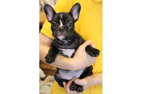 成約済の愛知県のフレンチブルドッグ-68193の27枚目