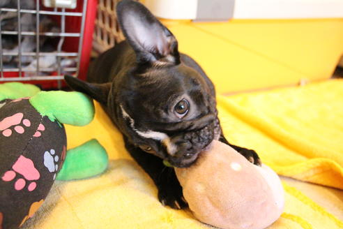 成約済の愛知県のフレンチブルドッグ-68193の26枚目