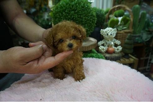 成約済の京都府のティーカッププードル-70622の2枚目