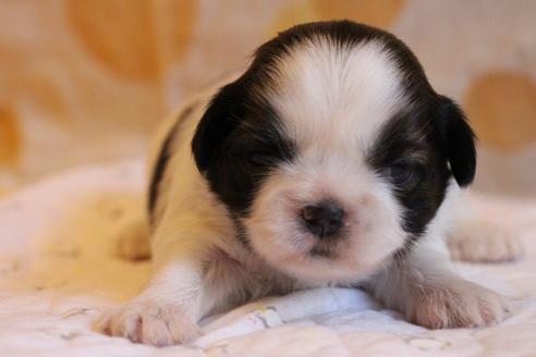 成約済の愛知県のシーズー-69940の25枚目