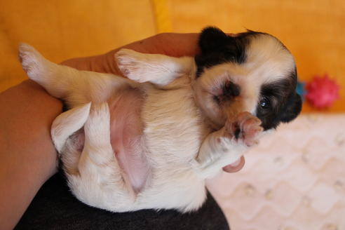 成約済の愛知県のシーズー-69940の24枚目