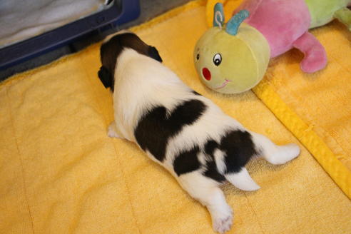 成約済の愛知県のシーズー-69940の23枚目