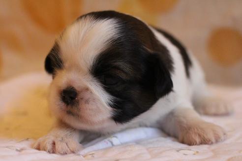 成約済の愛知県のシーズー-69940の22枚目