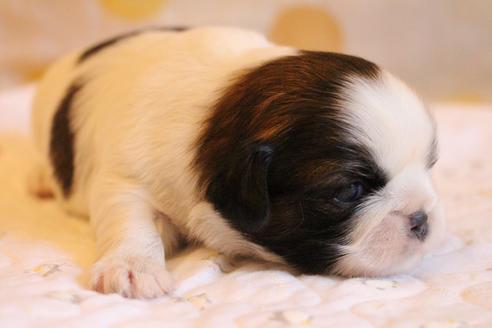 成約済の愛知県のシーズー-69940の21枚目