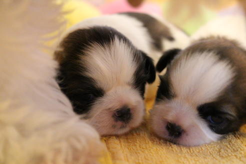 成約済の愛知県のシーズー-69940の20枚目