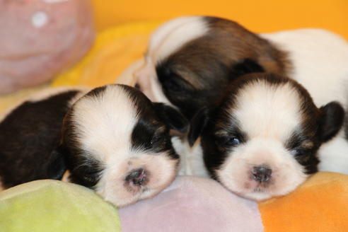 成約済の愛知県のシーズー-69940の19枚目