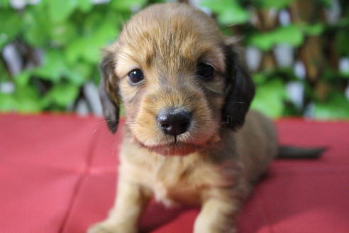 成約済の京都府のミニチュアダックスフンド(ロングヘアード)-70649の12枚目