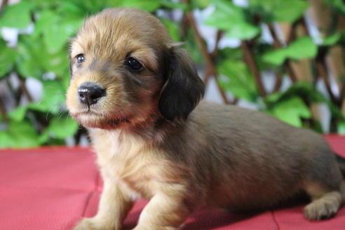 成約済の京都府のミニチュアダックスフンド(ロングヘアード)-70649の11枚目