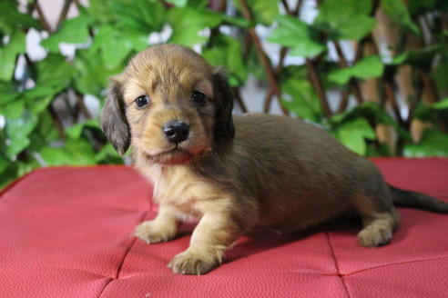 成約済の京都府のミニチュアダックスフンド(ロングヘアード)-70649の10枚目