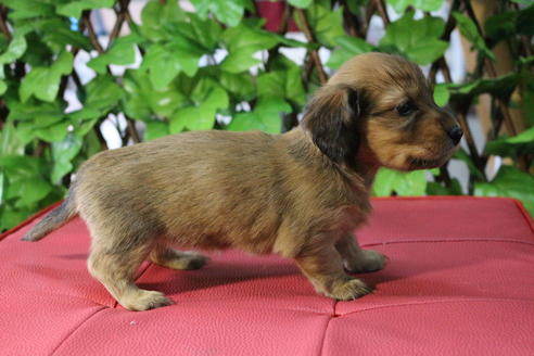 成約済の京都府のミニチュアダックスフンド(ロングヘアード)-70649の8枚目