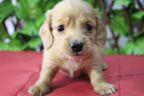 成約済の京都府のミニチュアダックスフンド(ロングヘアード)-70650の11枚目