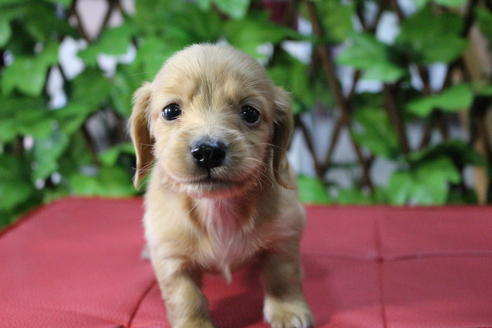 成約済の京都府のミニチュアダックスフンド(ロングヘアード)-70650の10枚目