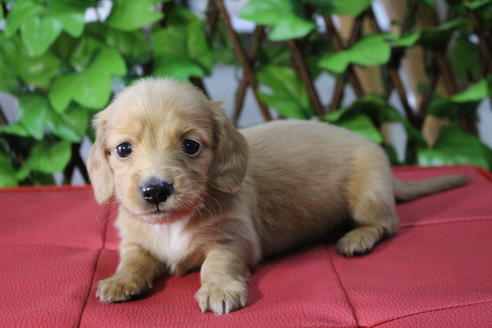 成約済の京都府のミニチュアダックスフンド(ロングヘアード)-70650の6枚目