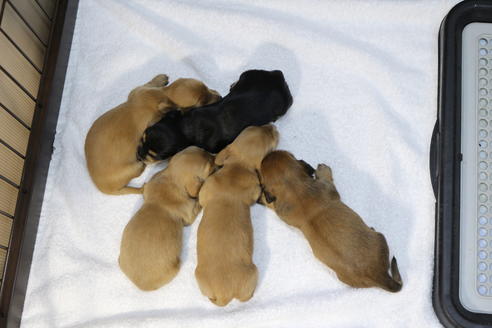 成約済の京都府のミニチュアダックスフンド(ロングヘアード)-70650の5枚目