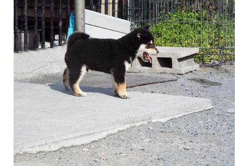 成約済の埼玉県の柴犬-69543の3枚目