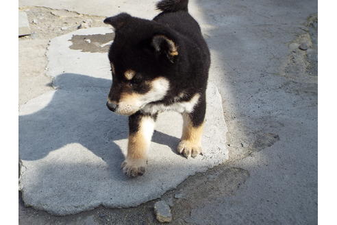 成約済の埼玉県の柴犬-69543の2枚目