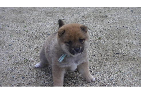 成約済の福岡県の豆柴-68335の4枚目