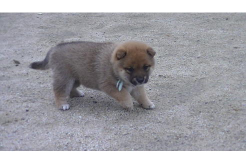 成約済の福岡県の豆柴-68335の3枚目