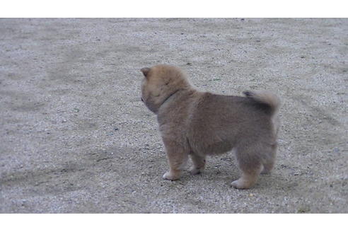 成約済の福岡県の豆柴-68335の2枚目