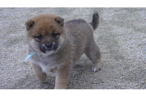 成約済の福岡県の豆柴-68335の1枚目