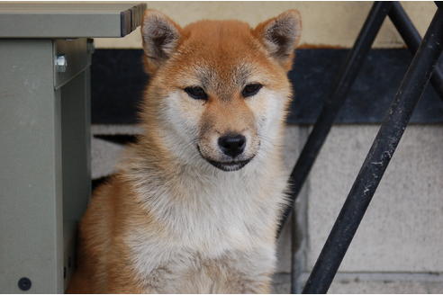 成約済の埼玉県の柴犬-70673の1枚目