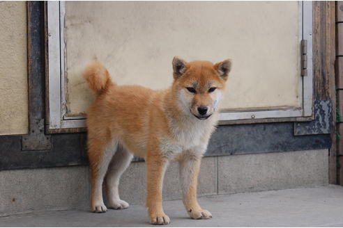 成約済の埼玉県の柴犬-70673の4枚目