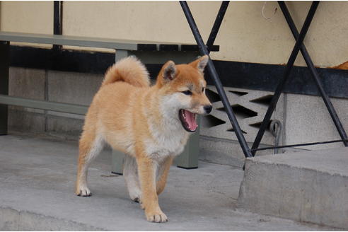 成約済の埼玉県の柴犬-70673の2枚目